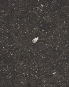 Tora Blue Honed Limestone Slab