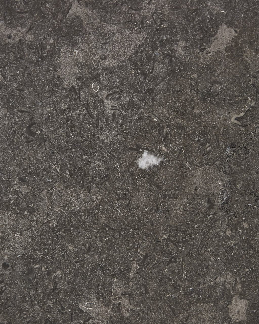 Kimmeridge Limestone Honed Slab