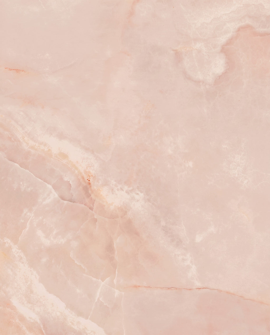 California Porcelain Rose
