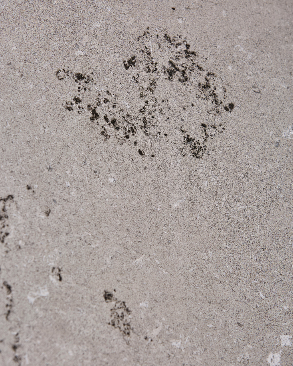 Kimmeridge Limestone Dry Etched Slab