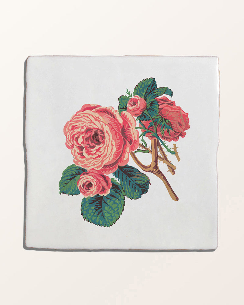 STUDIO Divine Savages The Brambles Collection