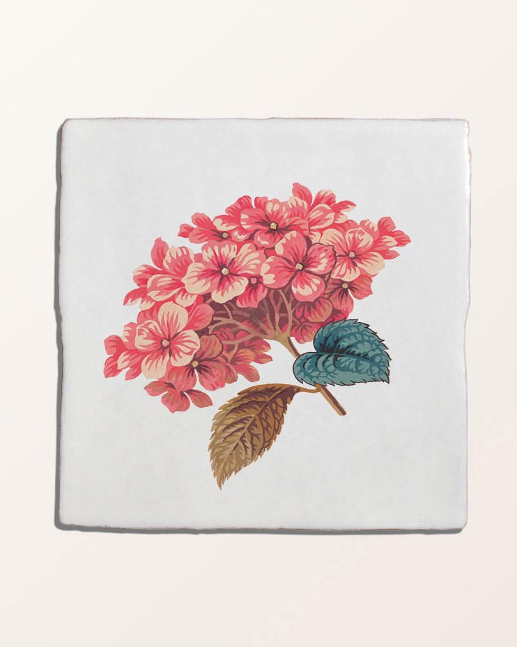 STUDIO Divine Savages The Brambles Collection